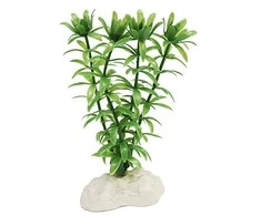 AMTRA ROTALA augalas mažas 13cm 1vnt