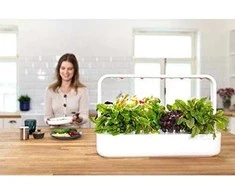 Click &amp; Grow sėklos išmaniajam vazonui - Lapinės garstyčios (SGR19X3) 3vnt.