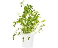 Click and Grow - "Smart Garden" 3 vnt. papildymas - raudonėlio sėklos
