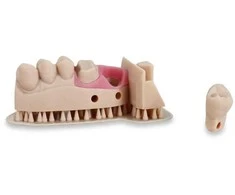 Liqcreate dantų modelis Pro rusvai gelsvas