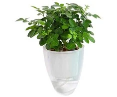 Oliz Savaime laistantis gėlių vazonas – 14.5 cm – baltas – su
