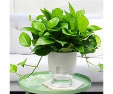 Oem Savaime laistantis vazonas - baltas 26.5 cm - vazonas su laistymo sistema