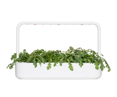 Click And Grow Click &amp; Grow sėklos išmaniajam vazonui - Vainikinė skaistažiedė (SGR81X3) 3vnt.