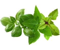 Click And Grow Click &amp; Grow Plant Pod Basil Variety Mix 9 vnt