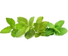 Click &amp; Grow sėklos išmaniajam vazonui - Raminančių arbatinių žolelių mišinys (PPMCTX9) 9vnt.