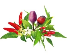 Click And Grow Click &amp; Grow sėklos išmaniajam vazonui - Čili pipirų sėklos, 9vnt.
