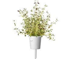 Click &amp; Grow sėklos išmaniajam vazonui - Žolelės mėsai, 9vnt.