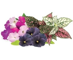 Click &amp; Grow Plant Pod Vibrant Flower 9pcs