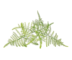 Click &amp; Grow sėklos išmaniajam vazonui - Plunksnašakis smidras (SGR80X3) 3vnt.