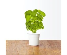 Click and Grow Smart Home 3 vnt. papildymas - bazilikų sėklos