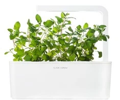 Click &amp; Grow sėklos išmaniajam vazonui - katžolė, 3 vnt.