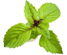 Click and Grow 3 vnt. papildymas - bazilikų sėklos (Cinnamon Basil)