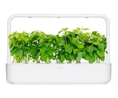 Click and Grow 3 vnt. papildymas - bazilikų sėklos (Cinnamon Basil)