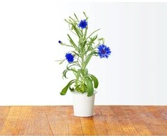 Click &amp; Grow Smart Garden pildymas Cornflower 3vnt