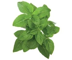 Click and Grow 3 vnt. papildymas - nykštukinio baziliko sėklos (Dwarf basil)