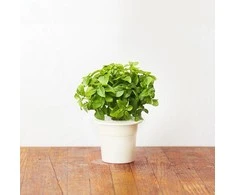 Click and Grow 3 vnt. papildymas - nykštukinio baziliko sėklos (Dwarf basil)