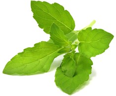 Click &amp; Grow sėklos išmaniajam vazonui - Bazilikas (Holy Basil) 3vnt.