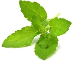 Click And Grow Click &amp; Grow Smart Garden papildymas Holy Basil 3 vnt