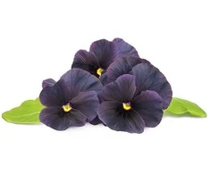 Click And Grow Click &amp; Grow sėklos išmaniajam vazonui - Juodosios našlaitės, 3vnt.