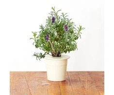 Click And Grow Click &amp; Grow Smart Garden papildymas levandomis 3vnt