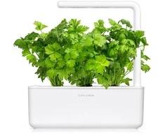 Click And Grow Click &amp; Grow sėklos išmaniajam vazonui - Lapiniai salierai (SGR97X3) 3vnt.
