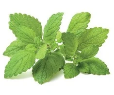 Click and Grow 3 vnt. papildymas - vaistinės melisos sėklos (lemon balm)