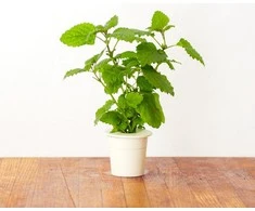 Click and Grow 3 vnt. papildymas - vaistinės melisos sėklos (lemon balm)