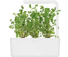 Click &amp; Grow sėklos išmaniajam vazonui - Mairūnas, 3vnt.