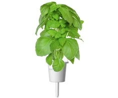 Click And Grow Click &amp; Grow sėklos išmaniajam vazonui - Kvapusis bazilikas (SGR99X3) 3vnt.
