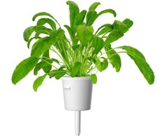 Click And Grow Click &amp; Grow sėklos išmaniajam vazonui - Japoniškos garstyčios (Mibuna), 3vnt.