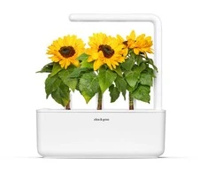 „Click &amp; Grow Smart Garden“ papildymas, mini saulėgrąžos, 3 vnt.