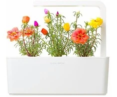 Click &amp; Grow Smart Garden papildymas Moss Rose 3vnt