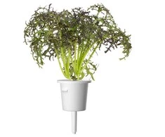 Click And Grow Click &amp; Grow sėklos išmaniajam vazonui - Japoninės garstyčios (Raudona Frill Mustard), 3 vnt.