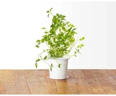 Click and Grow - "Smart Garden" 3 vnt. papildymas - raudonėlio sėklos