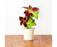 Click &amp; Grow Smart Garden pildymas Painted Nettle 3vnt