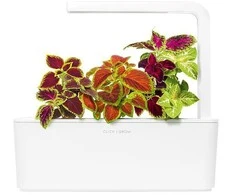 Click &amp; Grow sėklos išmaniajam vazonui - Margenis darželinis, 3vnt.