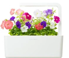 Click and Grow 3 vnt. papildymas - petunijos gėlių sėklos