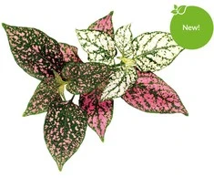 Click &amp; Grow Smart Garden 3 vnt. papildymas - margojo turklenio sėklos