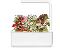Click &amp; Grow Smart Garden 3 vnt. papildymas - margojo turklenio sėklos