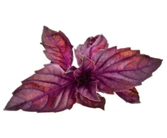 Click &amp; Grow sėklos išmaniajam vazonui - Violetinis bazilikas, 3vnt.