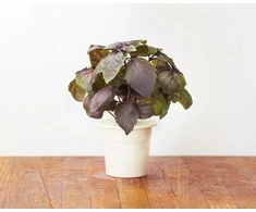 Click &amp; Grow sėklos išmaniajam vazonui - Violetinis bazilikas, 3vnt.