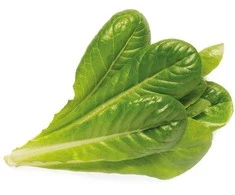 Click &amp; Grow 3 vnt. papildymas - romėniškų salotų sėklos