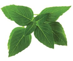 Click &amp; Grow Smart Garden refill Thai Basil 3pcs