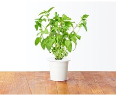 Click &amp; Grow Smart Garden refill Thai Basil 3pcs