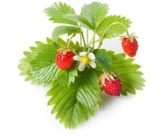 Click &amp; Grow sėklos išmaniajam braškių vazonui  SHGR24x3 3vnt.