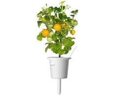 Click and Grow 3 vnt. papildymas - geltonieji pomidorai