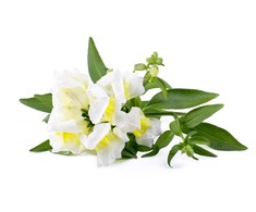 Click And Grow Click &amp; Grow sėklos išmaniajam vazonui - Baltasis žioveinis (SGR78X3) 3vnt.