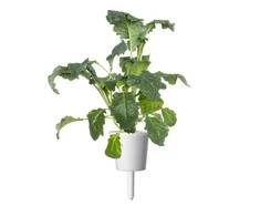 Click And Grow Click &amp; Grow sėklos išmaniajam vazonui - Kale kopūstai (Italian Kale) 3vnt.