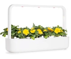 Click &amp; Grow sėklos išmaniajam vazonui - Medetkos, 3vnt.