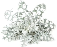 Click &amp; Grow sėklos išmaniajam vazonui - Pilkšvalapė žilė (Dusty Miller), 3 vnt.